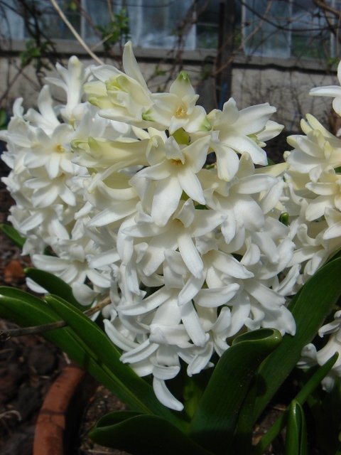 Hyacinthus orientalis 'Carnegie' PB 5